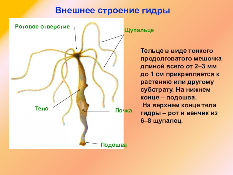 Как восстановить кракен